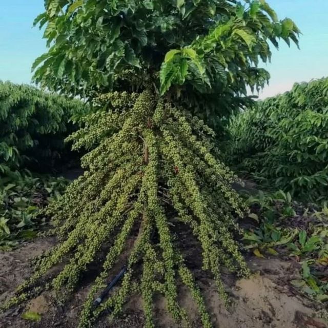 Coffee Cherry